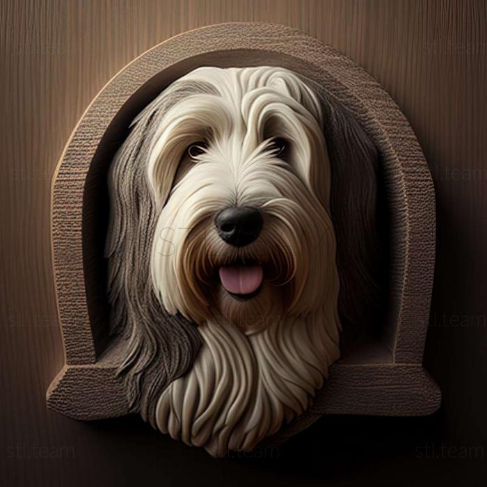 Bearded Collie dog